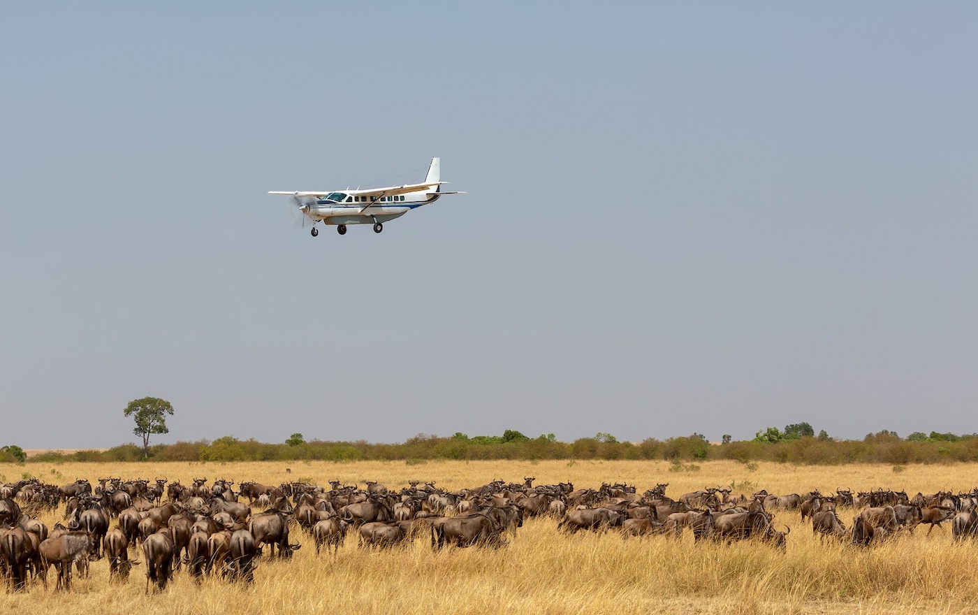 3 Days Short Serengeti Fly-in Safari